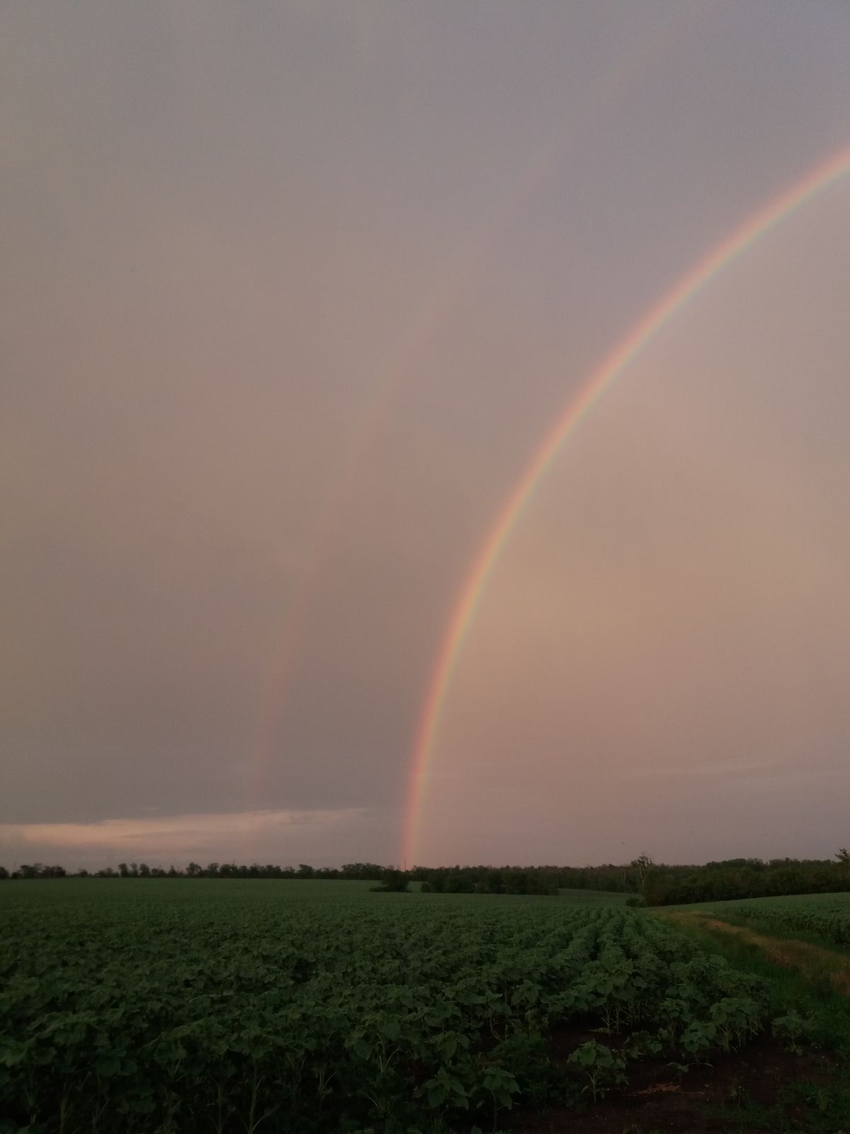 A beautiful double rainbow over a green field, showing the primary and secondary arcs with Alexander's dark band between them