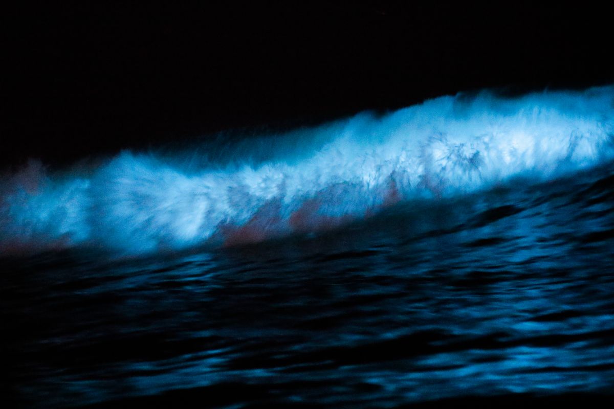 Bioluminescent waves glowing blue at night, living light in the ocean