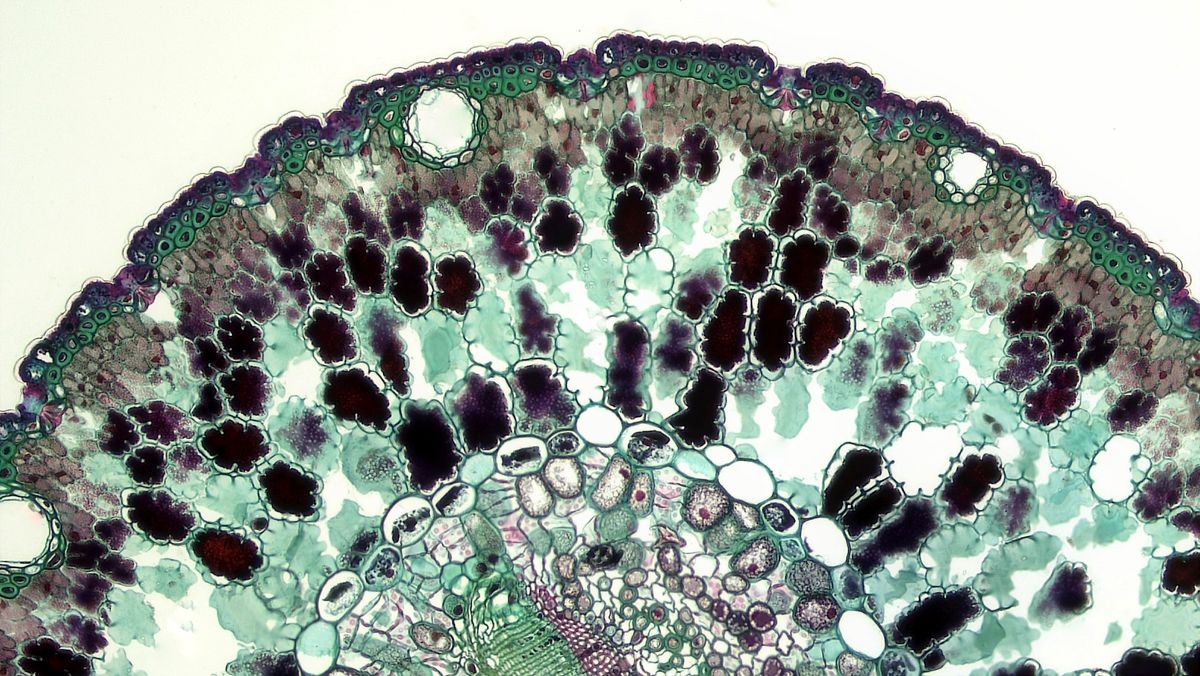 Vivid colourful image of plant cells seen through a microscope showing the detailed cellular structures that confocal fluorescence imaging reveals