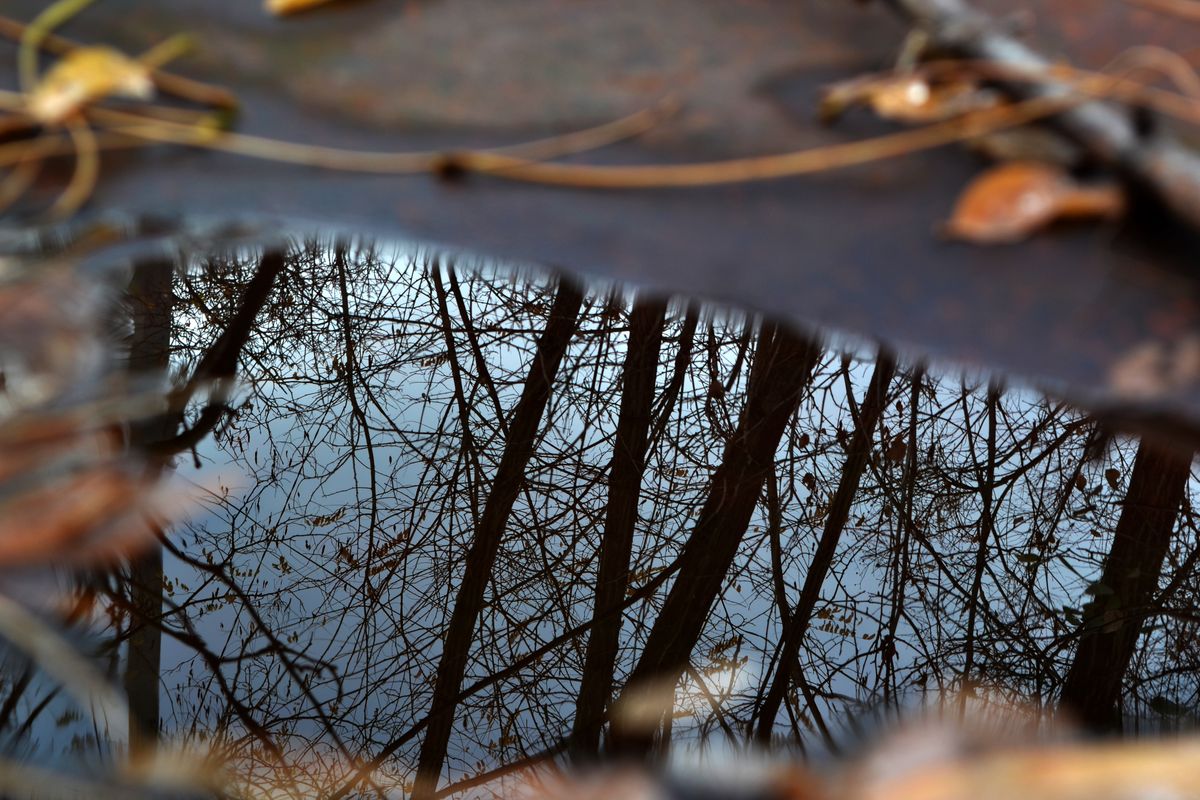 Bare tree branches reflected in a puddle during autumn, a clear example of specular reflection and refraction of light in water