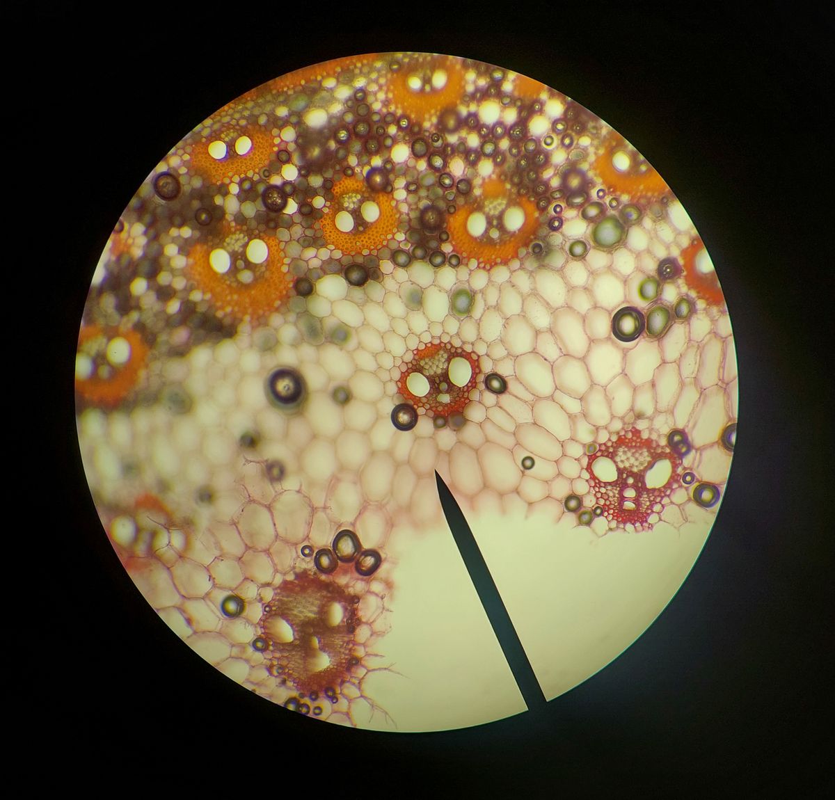 An intricate microscopic view of plant cells showing vibrant patterns and structures captured through polarized light microscopy