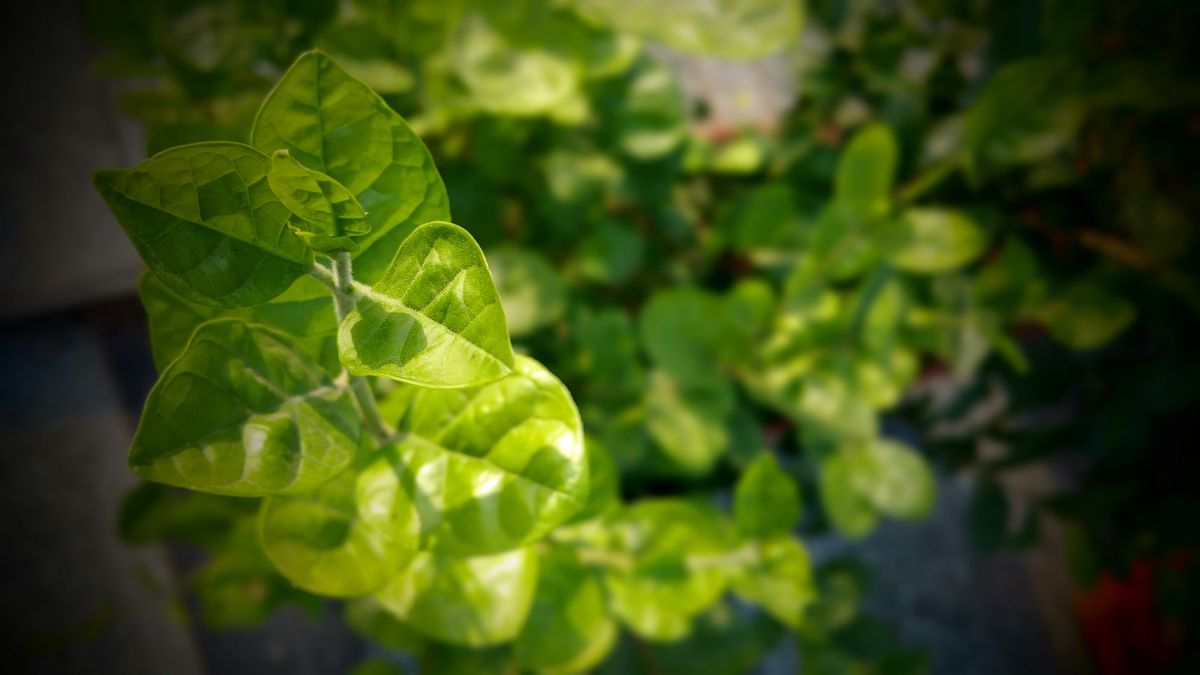 Sunlight on green leaves powering photosynthesis — light at work in nature