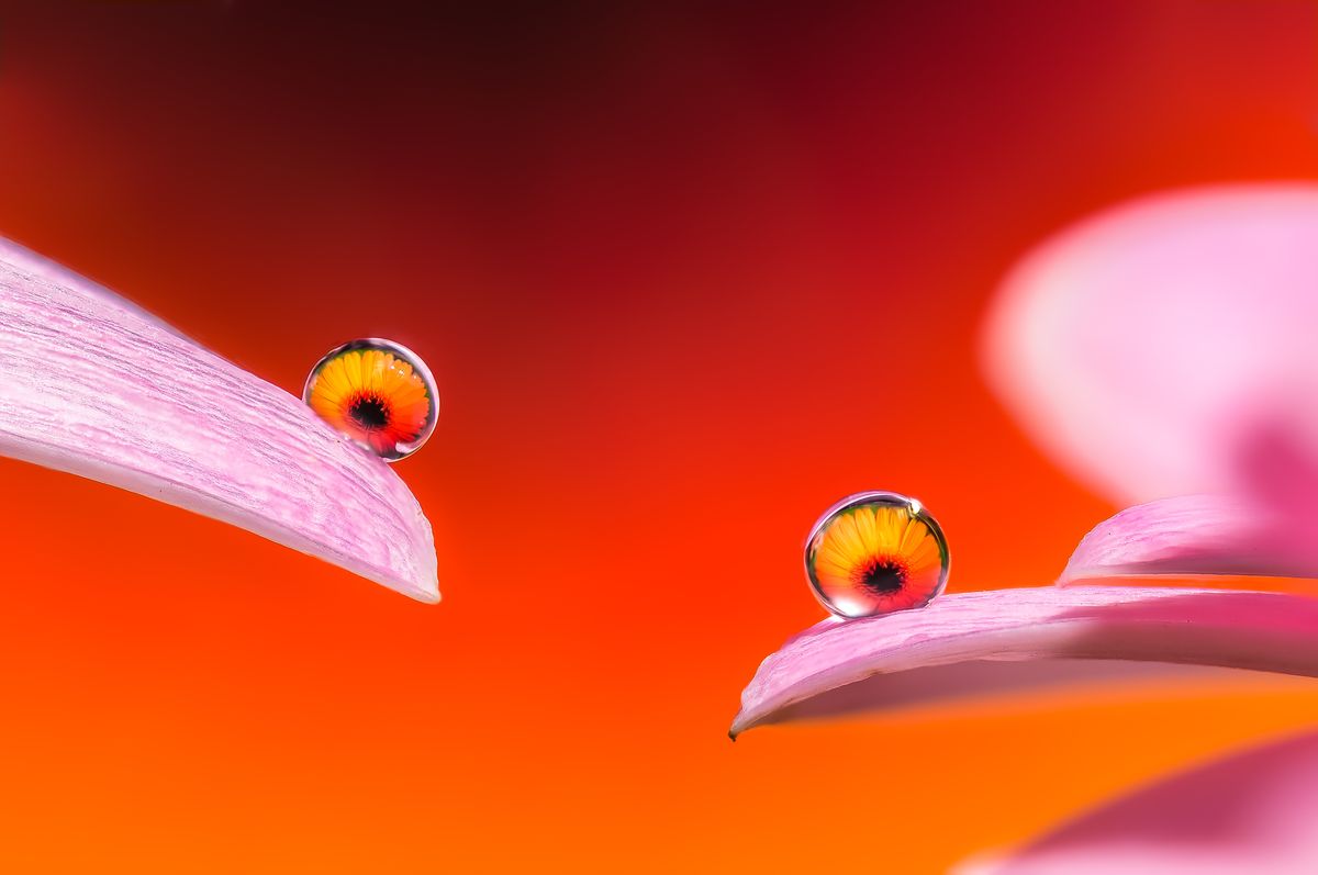 Macro water droplet on a petal showing light refraction through the droplet