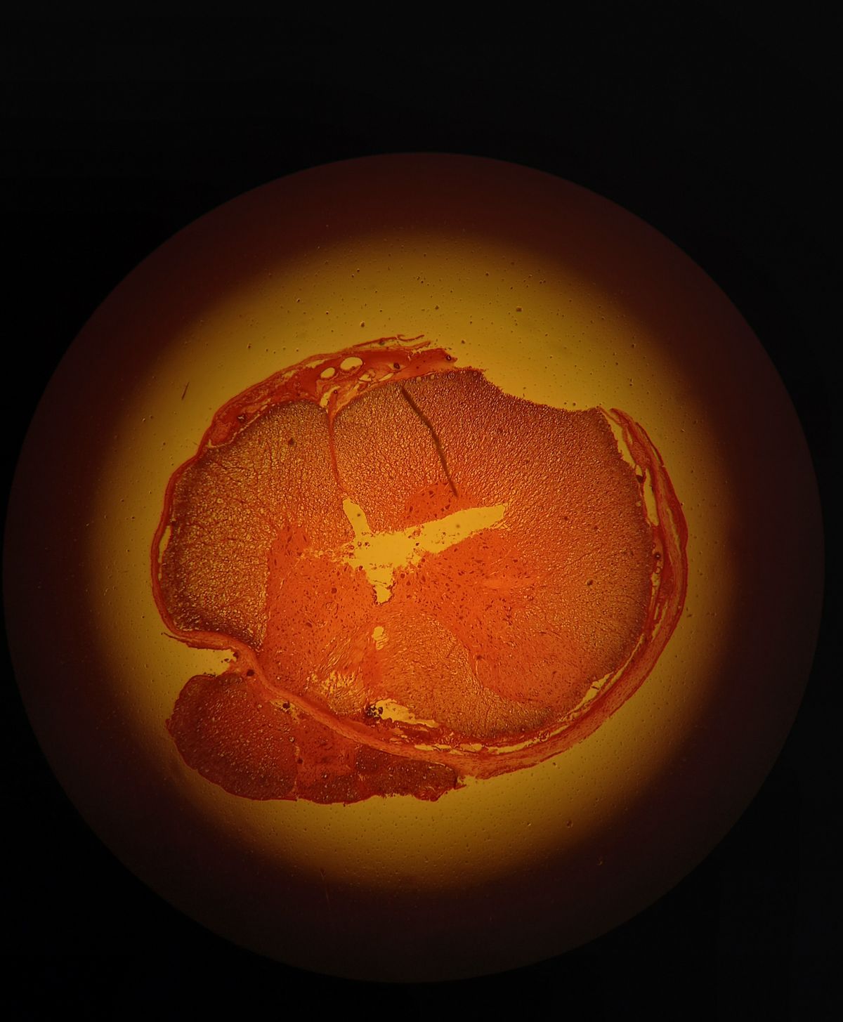 Detailed microscopic view of a biological specimen with vivid colors showing cellular structures