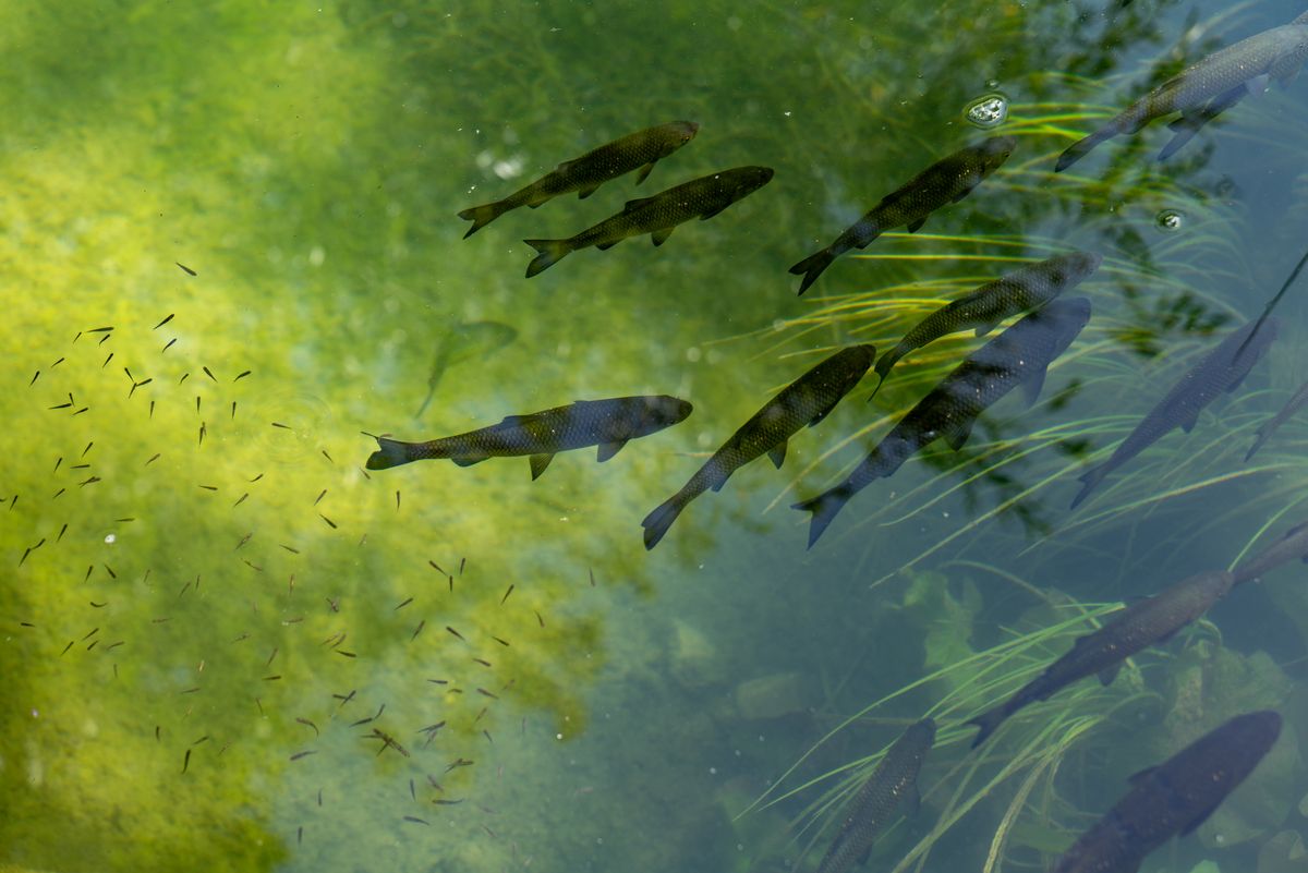Fish in a clear pond appearing shifted, the apparent position a refraction diagram shows