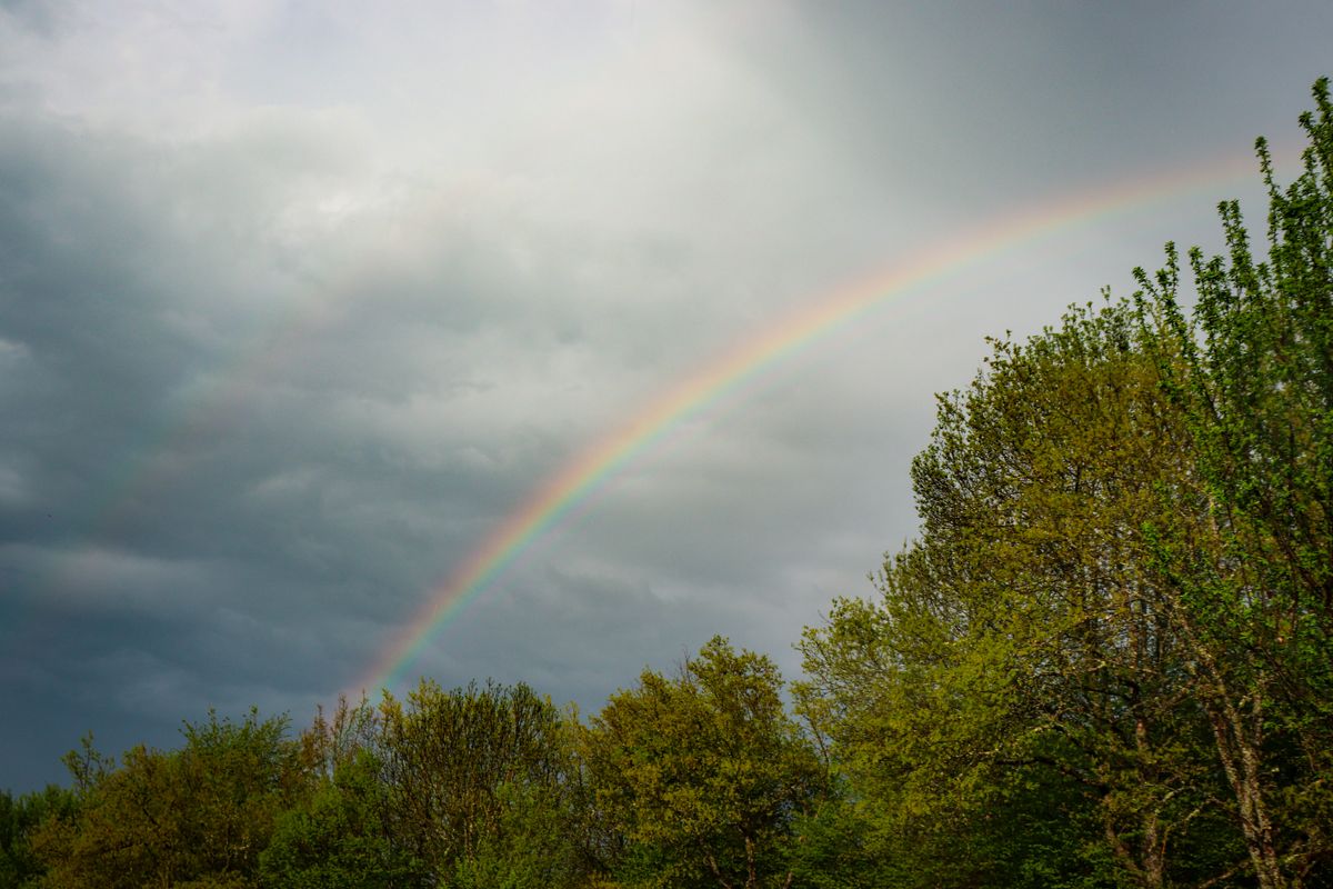 Vivid rainbow over a lush green forest canopy, showing the full circle rainbow arc shape with the horizon blocking the lower half