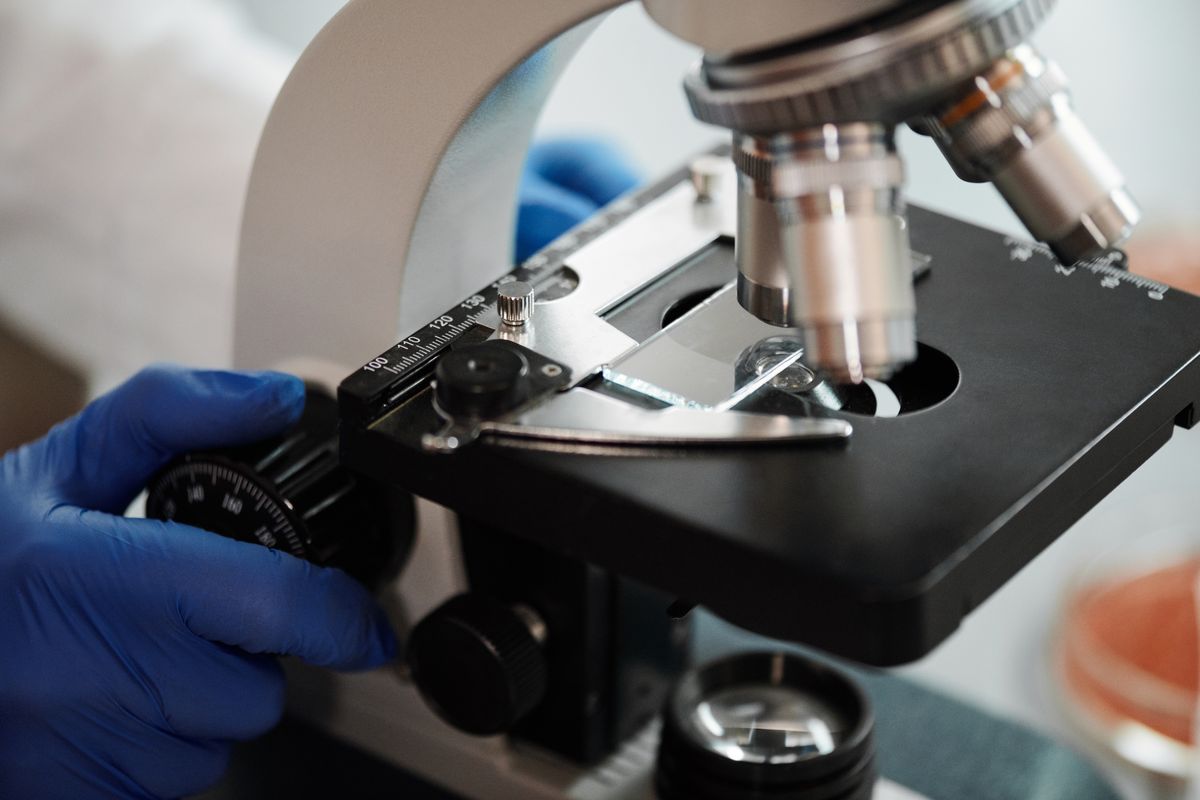 How does a light microscope work: a gloved hand adjusting the focus on a laboratory microscope