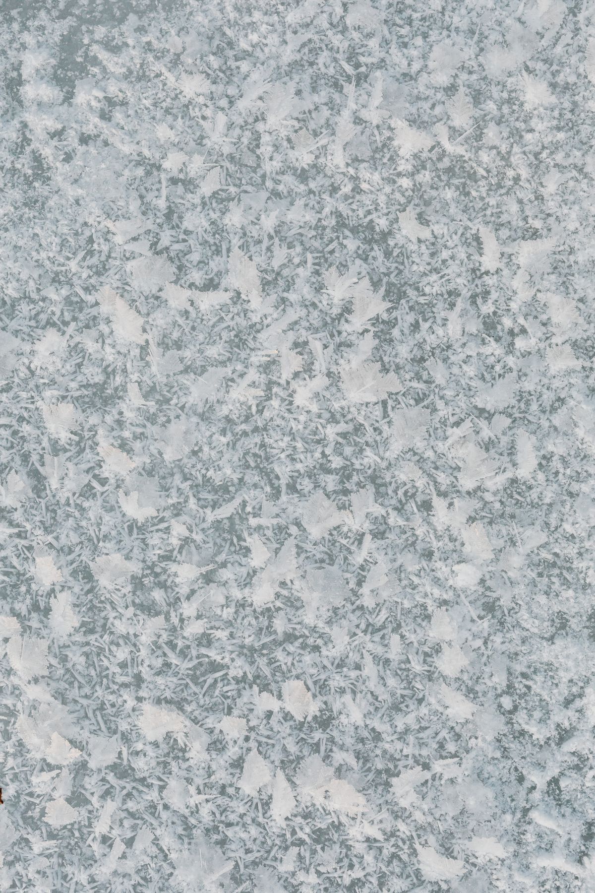 Detailed close-up of frost crystals on a frozen surface — snowflakes scatter light rather than refracting it cleanly, preventing rainbow formation