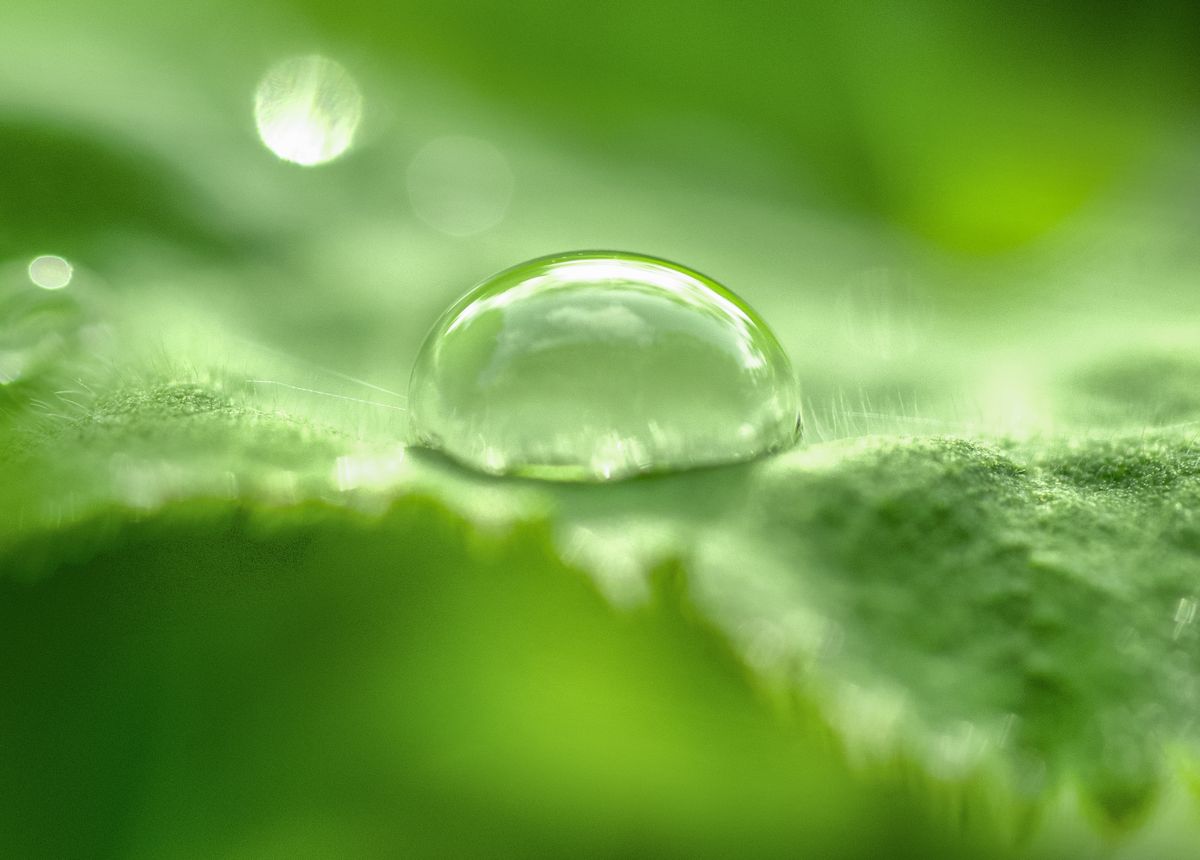 A dew droplet acting as a tiny lens on a leaf, refracting the view behind it