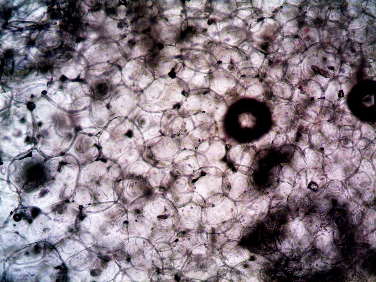 Microscopic image showcasing the intricate structure of plant cells captured under fluorescence illumination