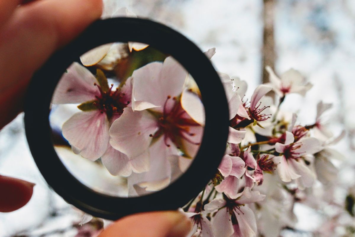 A magnifying glass enlarging tiny detail — the opposite of a telescope brings the small world close